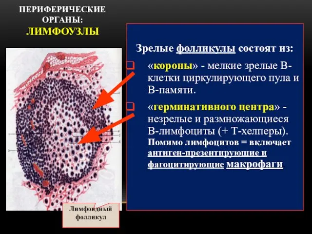 ПЕРИФЕРИЧЕСКИЕ ОРГАНЫ: ЛИМФОУЗЛЫ Зрелые фолликулы состоят из: «короны» - мелкие зрелые