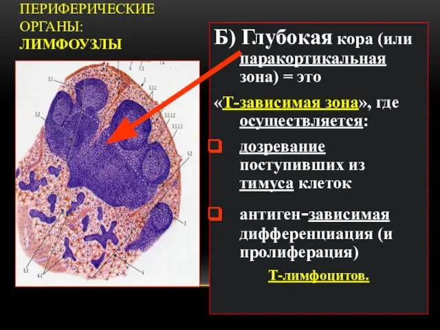 ПЕРИФЕРИЧЕСКИЕ ОРГАНЫ: ЛИМФОУЗЛЫ Б) Глубокая кора (или паракортикальная зона) = это