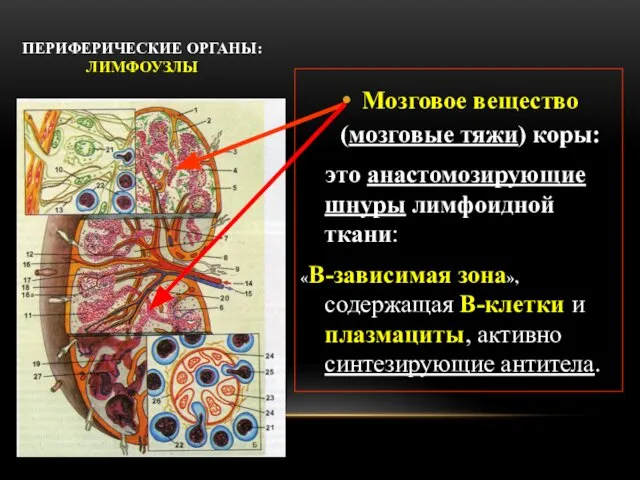 ПЕРИФЕРИЧЕСКИЕ ОРГАНЫ: ЛИМФОУЗЛЫ Мозговое вещество (мозговые тяжи) коры: это анастомозирующие шнуры