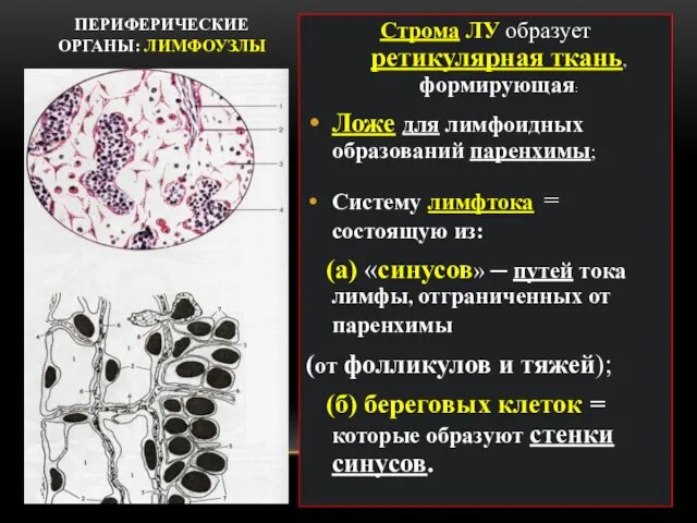 ПЕРИФЕРИЧЕСКИЕ ОРГАНЫ: ЛИМФОУЗЛЫ Строма ЛУ образует ретикулярная ткань, формирующая: Ложе для