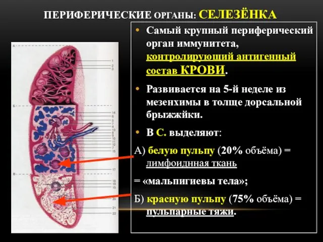 ПЕРИФЕРИЧЕСКИЕ ОРГАНЫ: СЕЛЕЗЁНКА Самый крупный периферический орган иммунитета, контролирующий антигенный состав