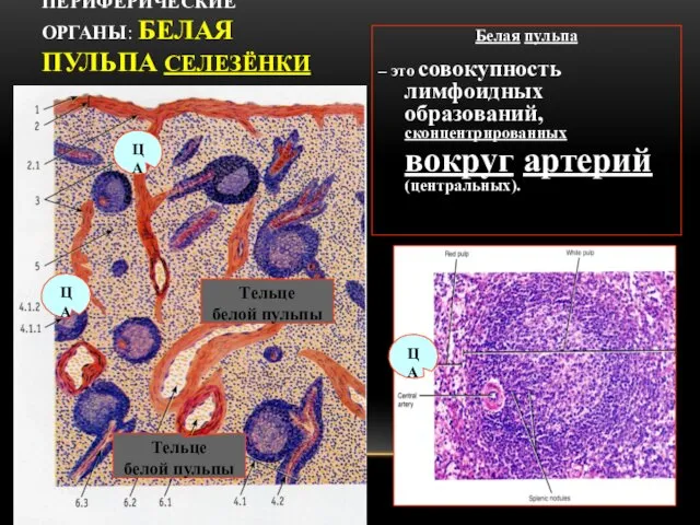 ПЕРИФЕРИЧЕСКИЕ ОРГАНЫ: БЕЛАЯ ПУЛЬПА СЕЛЕЗЁНКИ Тельце белой пульпы Тельце белой пульпы