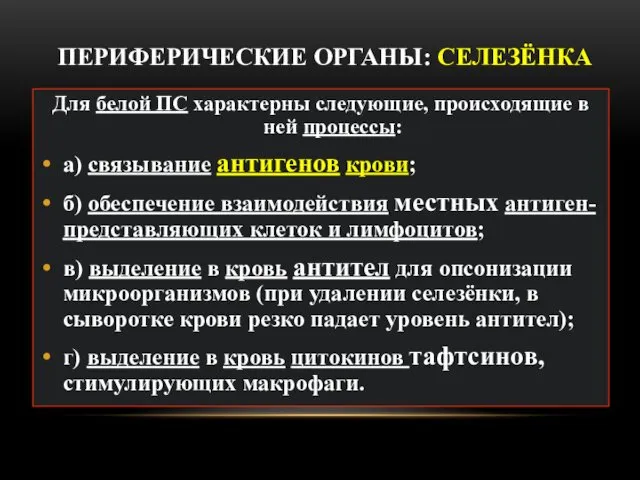 ПЕРИФЕРИЧЕСКИЕ ОРГАНЫ: СЕЛЕЗЁНКА Для белой ПС характерны следующие, происходящие в ней