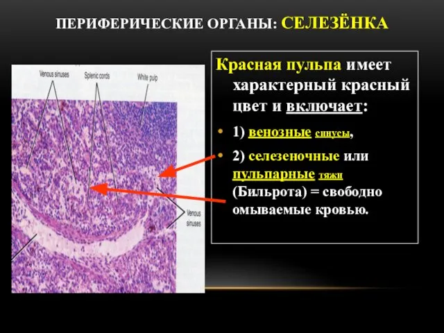 ПЕРИФЕРИЧЕСКИЕ ОРГАНЫ: СЕЛЕЗЁНКА Красная пульпа имеет характерный красный цвет и включает: