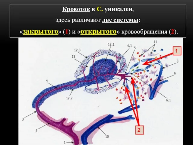 Кровоток в С. уникален, здесь различают две системы: «закрытого» (1) и «открытого» кровообращения (2). 2 1