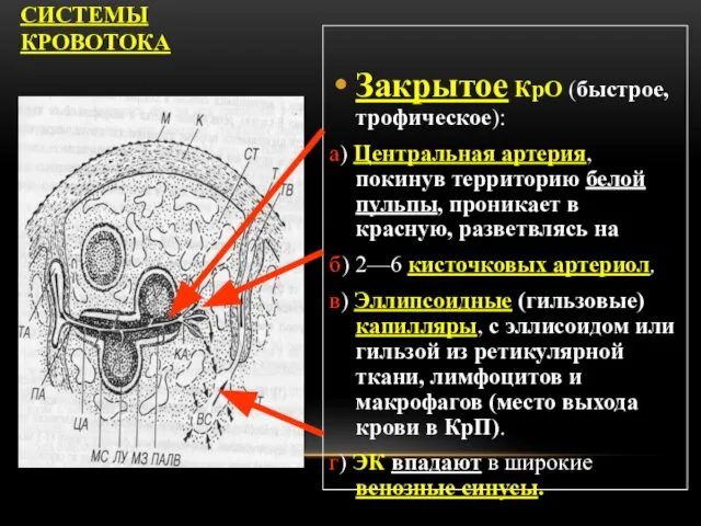 СЕЛЕЗЁНКА: СИСТЕМЫ КРОВОТОКА Закрытое КрО (быстрое, трофическое): а) Центральная артерия, покинув