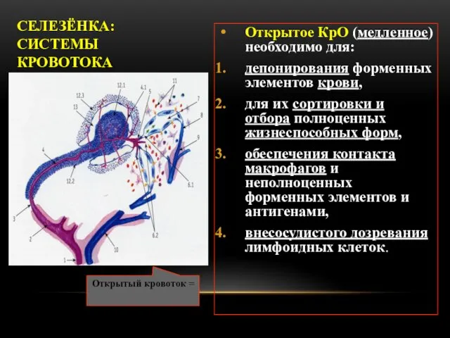 СЕЛЕЗЁНКА: СИСТЕМЫ КРОВОТОКА Открытое КрО (медленное) необходимо для: депонирования форменных элементов