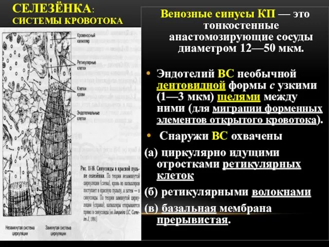 СЕЛЕЗЁНКА: СИСТЕМЫ КРОВОТОКА Венозные синусы КП — это тонкостенные анастомозирующие сосуды