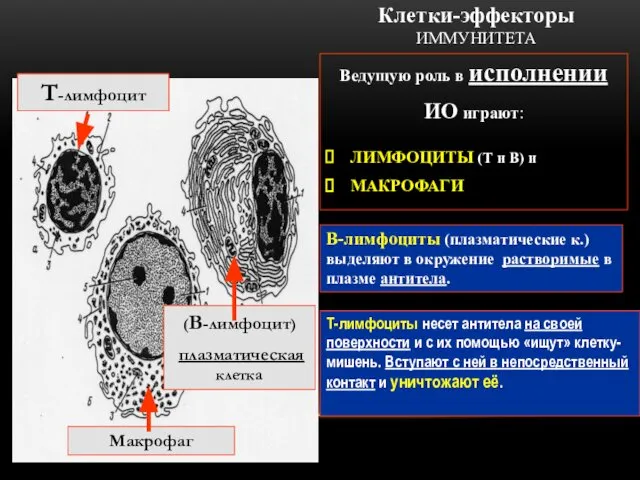 Клетки-эффекторы ИММУНИТЕТА Ведущую роль в исполнении ИО играют: ЛИМФОЦИТЫ (Т и