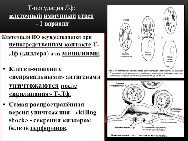 Т-популяция Лф: клеточный иммунный ответ - 1 вариант Клеточный ИО осуществляется