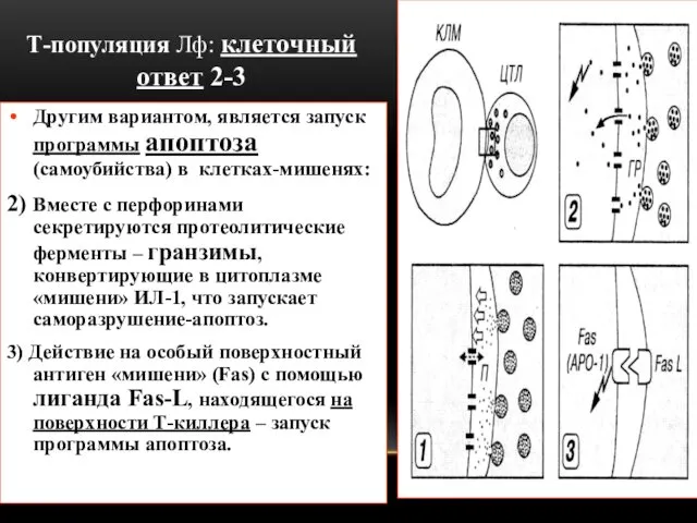 Т-популяция Лф: клеточный ответ 2-3 Другим вариантом, является запуск программы апоптоза