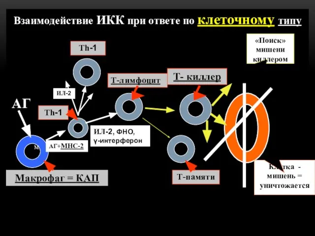 Взаимодействие ИКК при ответе по клеточному типу м Th-1 ИЛ-2, ФНО,