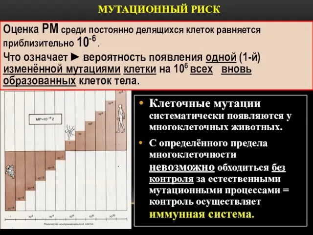 МУТАЦИОННЫЙ РИСК Клеточные мутации систематически появляются у многоклеточных животных. С определённого