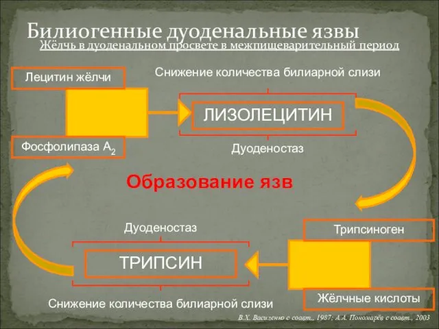 Жёлчь в дуоденальном просвете в межпищеварительный период Билиогенные дуоденальные язвы ЛИЗОЛЕЦИТИН