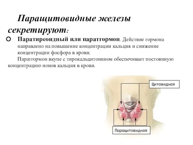 Паращитовидные железы секретируют: Паратиреоидный или паратгормон. Действие гормона направлено на повышение