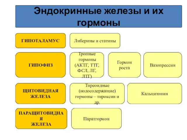 Эндокринные железы и их гормоны ГИПОТАЛАМУС ГИПОФИЗ ЩИТОВИДНАЯ ЖЕЛЕЗА ПАРАЩИТОВИДНАЯ ЖЕЛЕЗА