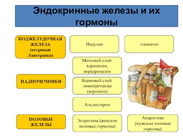 Эндокринные железы и их гормоны ПОДЖЕЛУДОЧНАЯ ЖЕЛЕЗА (островки Лангеранса) НАДПОЧЕЧНИКИ ПОЛОВЫЕ