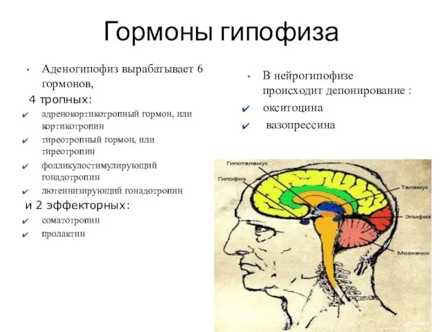 Аденогипофиз вырабатывает 6 гормонов, 4 тропных: адренокортикотропный гормон, или кортикотропин тиреотропный