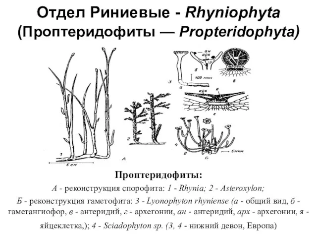 Проптеридофиты: А - реконструкция спорофита: 1 - Rhynia; 2 - Asteroxylon;