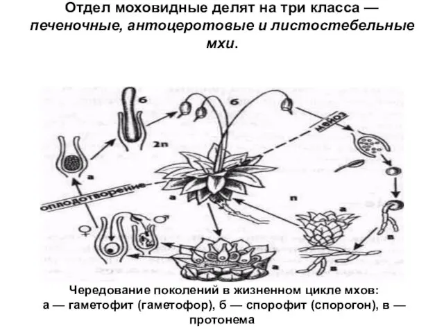 Отдел моховидные делят на три класса — печеночные, антоцеротовые и листостебельные