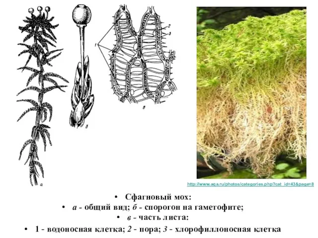 Сфагновый мох: а - общий вид; б - спорогон на гаметофите;