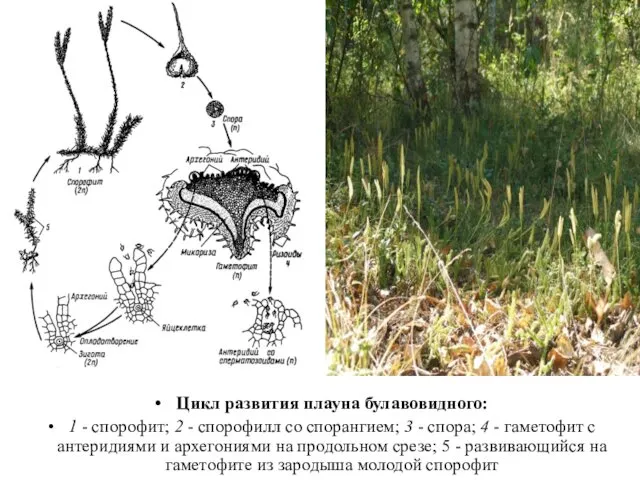 Цикл развития плауна булавовидного: 1 - спорофит; 2 - спорофилл со