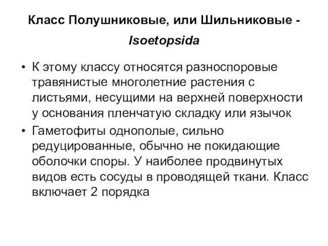 Класс Полушниковые, или Шильниковые - Isoetopsida К этому классу относятся разноспоровые