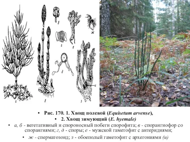 Рис. 170. 1. Хвощ полевой (Equisetum arvense), 2. Хвощ зимующий (E.