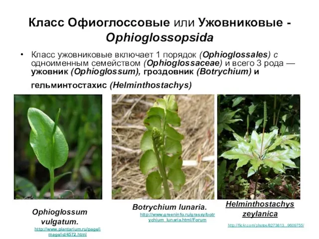 Класс Офиоглоссовые или Ужовниковые - Ophioglossopsida Класс ужовниковые включает 1 порядок