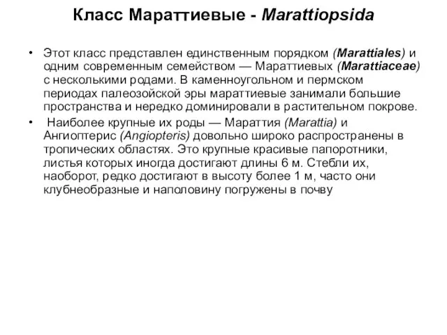 Класс Мараттиевые - Marattiopsida Этот класс представлен единственным порядком (Marattiales) и