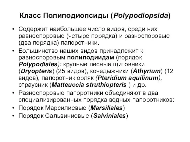 Класс Полиподиопсиды (Polypodiopsida) Содержит наибольшее число видов, среди них равноспоровые (четыре