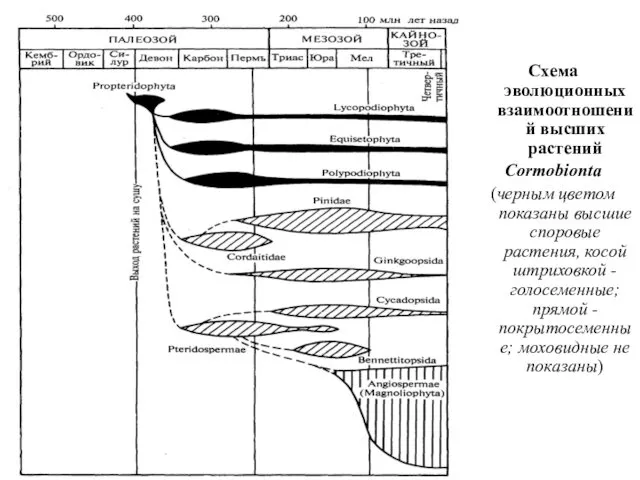 Схема эволюционных взаимоотношений высших растений Cormobionta (черным цветом показаны высшие споровые