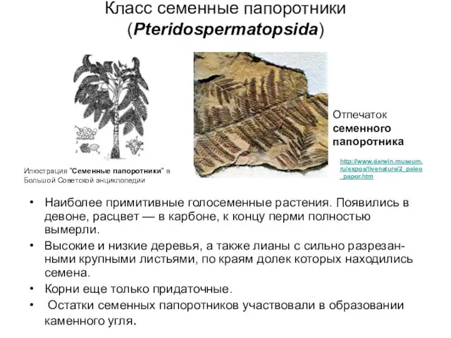 Класс семенные папоротники (Pteridospermatopsida) Наиболее примитивные голосеменные растения. Появились в девоне,