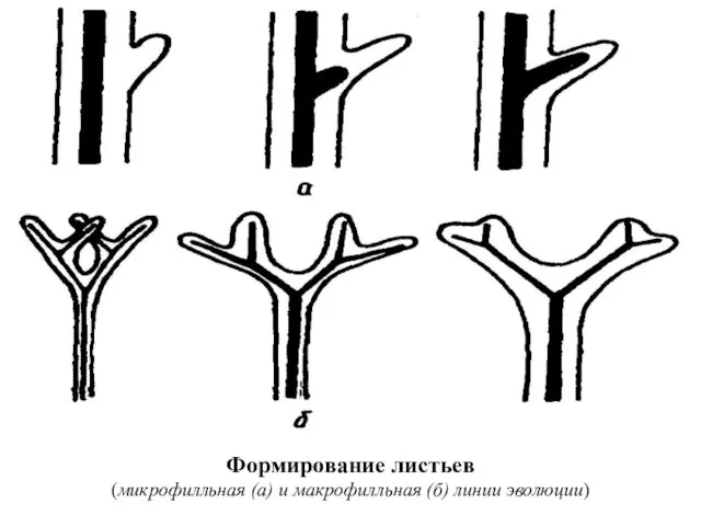 Формирование листьев (микрофилльная (а) и макрофилльная (б) линии эволюции)