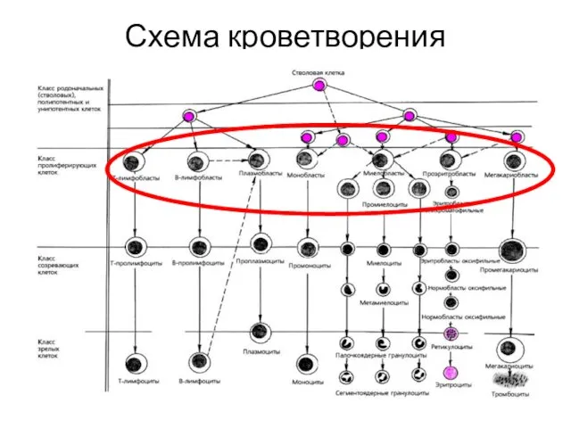 Схема кроветворения