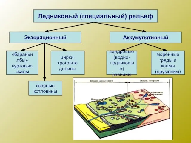 Ледниковый (гляциальный) рельеф Экзорационный Аккумулятивный «бараньи лбы» курчавые скалы цирки, троговые