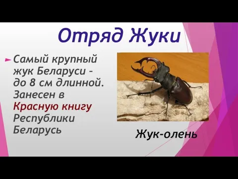 Отряд Жуки Самый крупный жук Беларуси – до 8 см длинной.