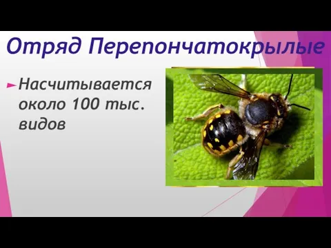 Отряд Перепончатокрылые Насчитывается около 100 тыс. видов