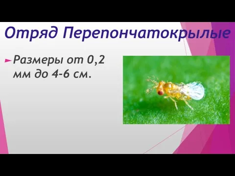 Отряд Перепончатокрылые Размеры от 0,2 мм до 4-6 см.