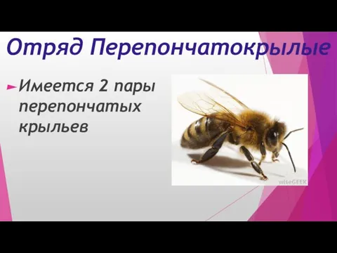 Отряд Перепончатокрылые Имеется 2 пары перепончатых крыльев