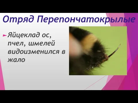 Отряд Перепончатокрылые Яйцеклад ос, пчел, шмелей видоизменился в жало