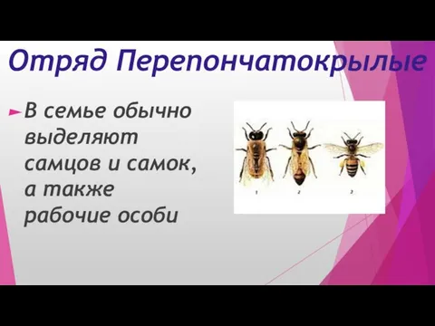 Отряд Перепончатокрылые В семье обычно выделяют самцов и самок, а также рабочие особи