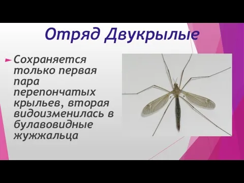 Отряд Двукрылые Сохраняется только первая пара перепончатых крыльев, вторая видоизменилась в булавовидные жужжальца