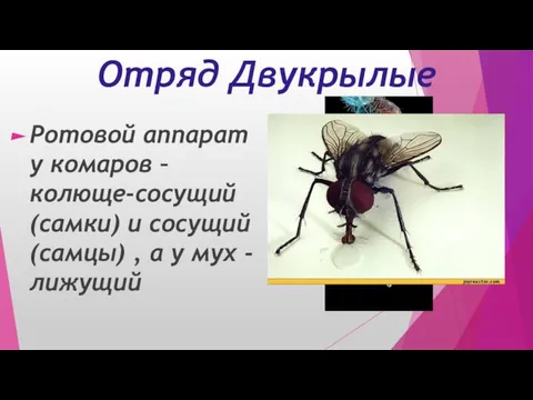 Отряд Двукрылые Ротовой аппарат у комаров – колюще-сосущий (самки) и сосущий