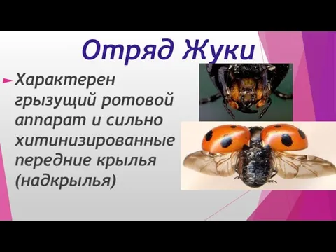 Отряд Жуки Характерен грызущий ротовой аппарат и сильно хитинизированные передние крылья (надкрылья)