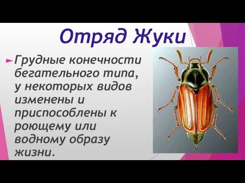 Отряд Жуки Грудные конечности бегательного типа, у некоторых видов изменены и