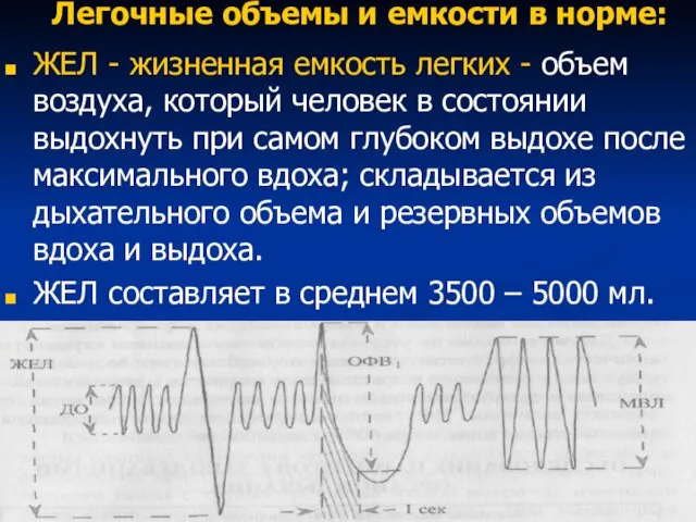 Легочные объемы и емкости в норме: ЖЕЛ - жизненная емкость легких