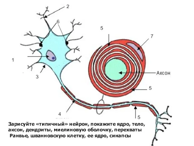 Зарисуйте «типичный» нейрон, покажите ядро, тело, аксон, дендриты, миелиновую оболочку, перехваты