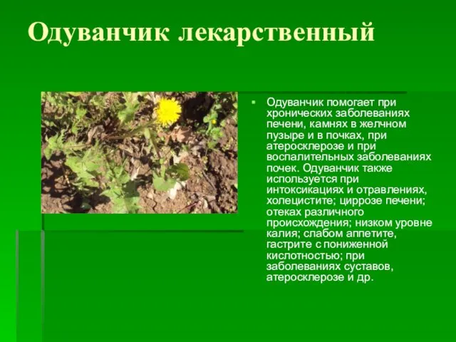 Одуванчик лекарственный Одуванчик помогает при хронических заболеваниях печени, камнях в желчном