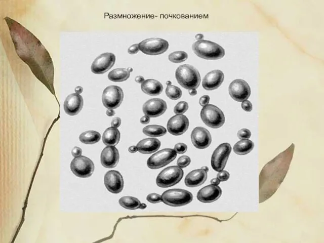 Размножение- почкованием